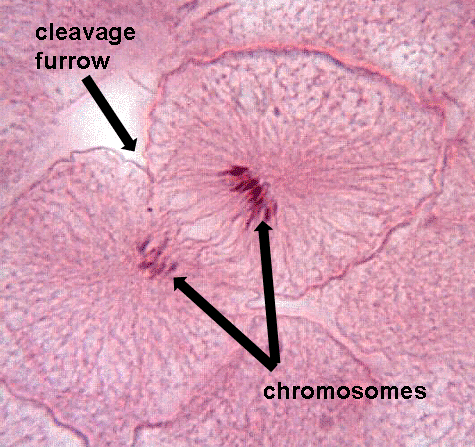 telophaseWhitefish copy.gif